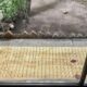 La medida generó cuestionamientos debido al riesgo de que los clavos pudieran provocar lesiones tanto a los osos como a personas y mascotas