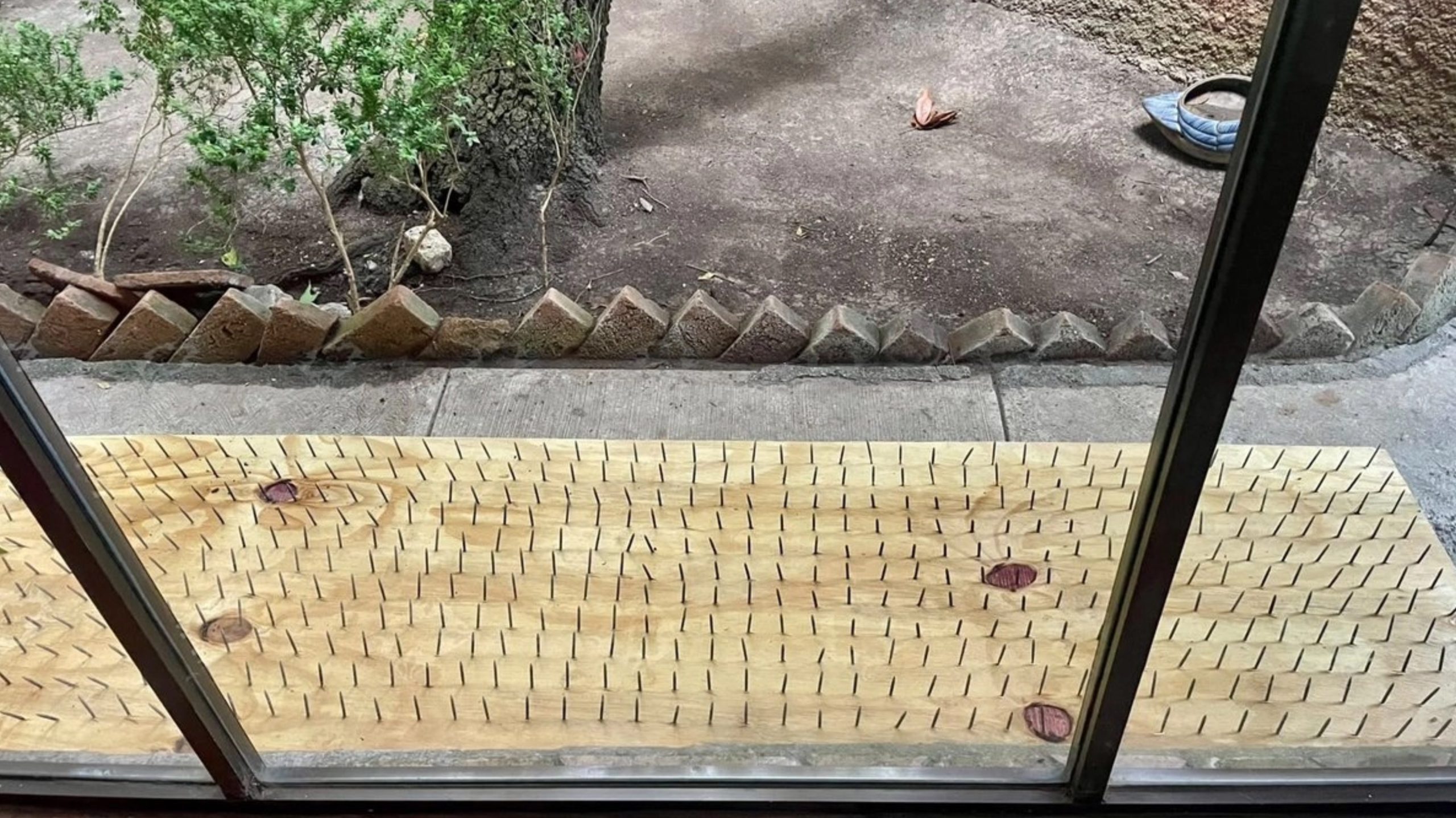 La medida generó cuestionamientos debido al riesgo de que los clavos pudieran provocar lesiones tanto a los osos como a personas y mascotas