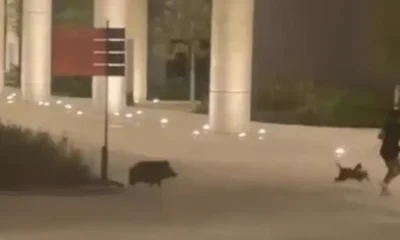 La presencia de estos mamíferos no es inusual en el sector, debido a la cercanía con el Gran Parque Río La Silla, donde suelen ser avistados.