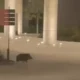 La presencia de estos mamíferos no es inusual en el sector, debido a la cercanía con el Gran Parque Río La Silla, donde suelen ser avistados.