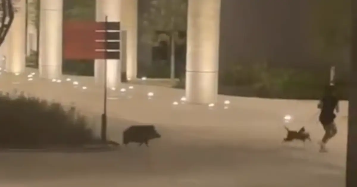 La presencia de estos mamíferos no es inusual en el sector, debido a la cercanía con el Gran Parque Río La Silla, donde suelen ser avistados.
