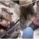 Las imágenes del rescate se viralizaron y usuarios destacaron la solidaridad y valentía de quienes participaron en las maniobras