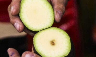 De acuerdo con la organización, los cargamentos fueron resguardados y se notificó al Servicio Nacional de Sanidad, Inocuidad y Calidad Agroalimentaria (Senasica).