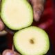 De acuerdo con la organización, los cargamentos fueron resguardados y se notificó al Servicio Nacional de Sanidad, Inocuidad y Calidad Agroalimentaria (Senasica).