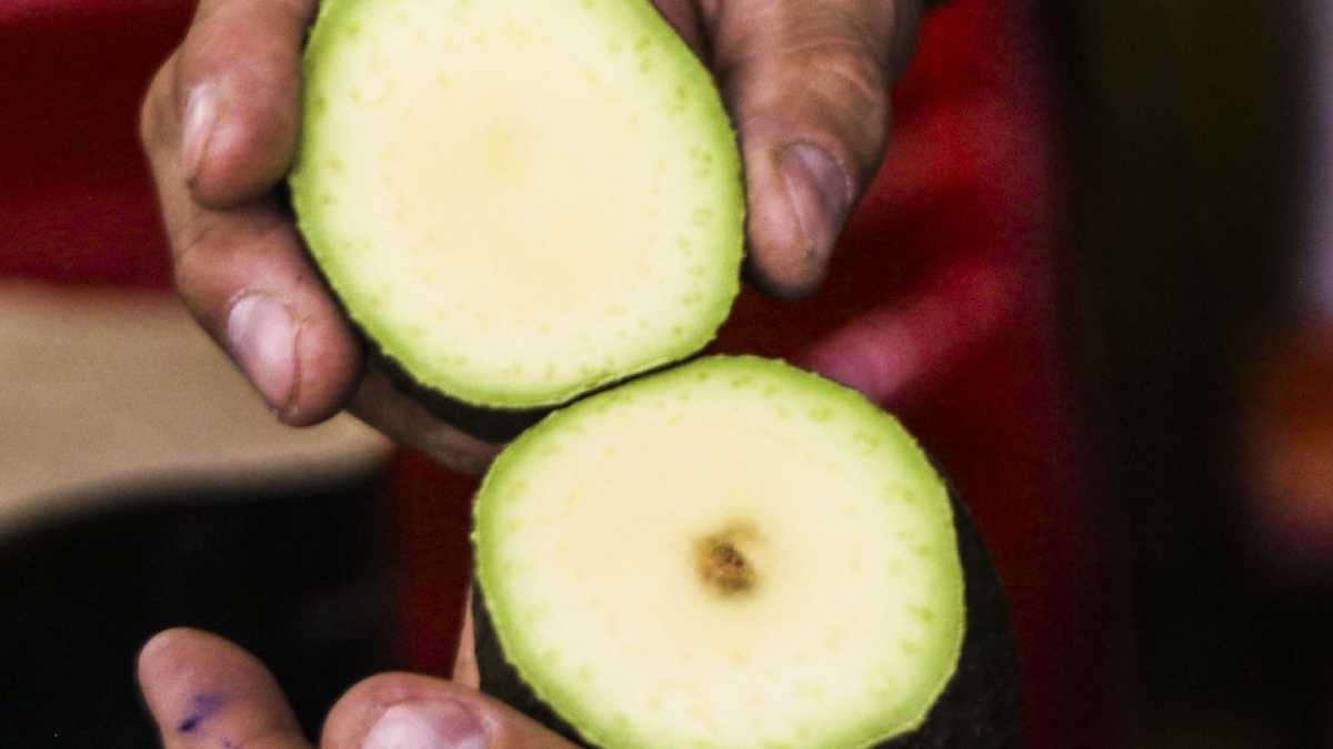 De acuerdo con la organización, los cargamentos fueron resguardados y se notificó al Servicio Nacional de Sanidad, Inocuidad y Calidad Agroalimentaria (Senasica).
