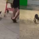 La Secretaría de Salud indicó que no tenía registro de casos de rabia en humanos en Quintana Roo y exhortó a quienes hayan tenido contacto físico con el animal a solicitar orientación médica.