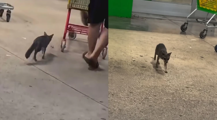 La Secretaría de Salud indicó que no tenía registro de casos de rabia en humanos en Quintana Roo y exhortó a quienes hayan tenido contacto físico con el animal a solicitar orientación médica.