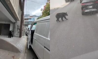 La presencia del oso convirtió una jornada de trabajo habitual en un momento de tensión, pues el ejemplar deambulaba por el sector mientras el repartidor se encontraba en el lugar.