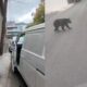La presencia del oso convirtió una jornada de trabajo habitual en un momento de tensión, pues el ejemplar deambulaba por el sector mientras el repartidor se encontraba en el lugar.