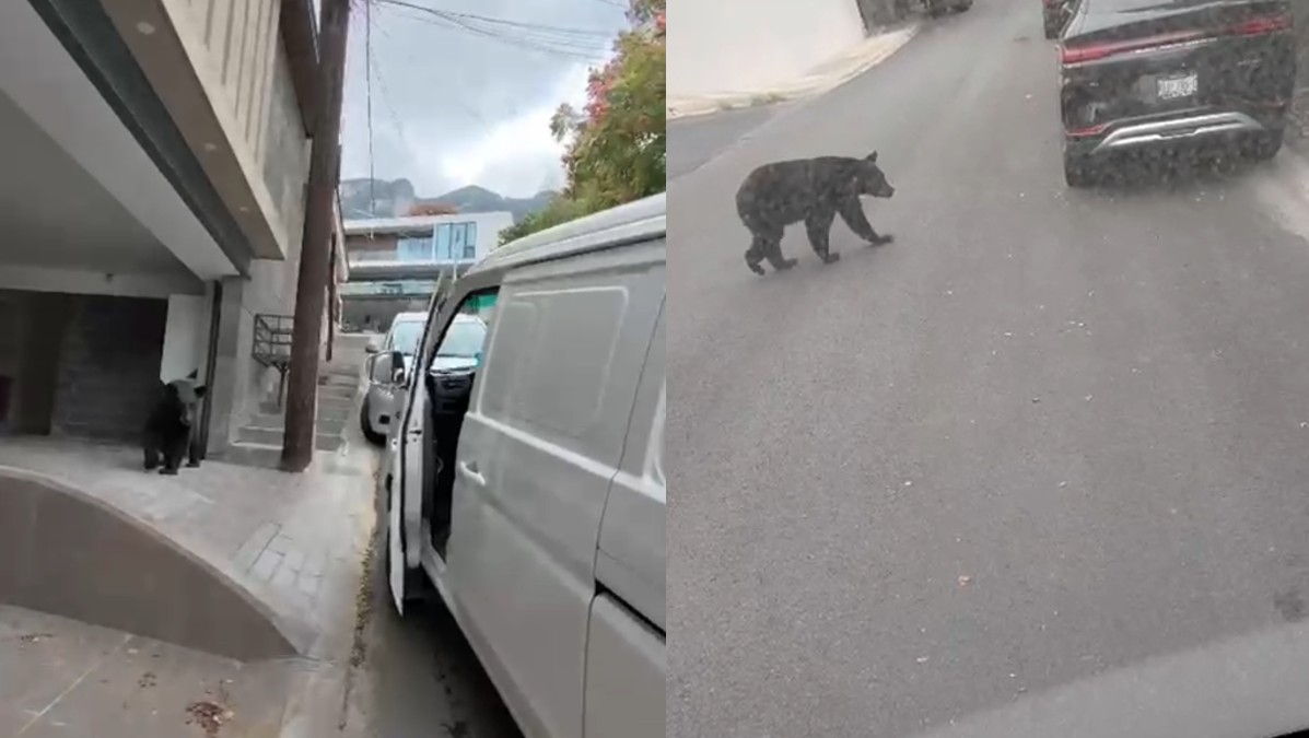 La presencia del oso convirtió una jornada de trabajo habitual en un momento de tensión, pues el ejemplar deambulaba por el sector mientras el repartidor se encontraba en el lugar.