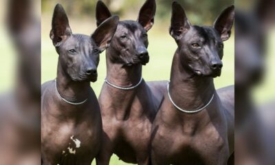La declaratoria no protege directamente a la raza canina, sino las manifestaciones culturales transmitidas entre generaciones, así como sus representaciones en el arte y el imaginario colectivo mexicano.